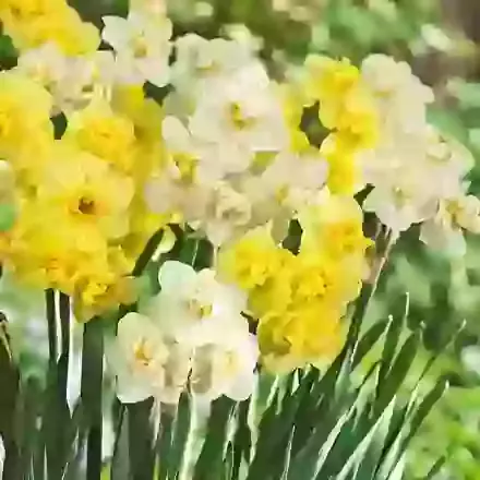 Yellow & White Cheerfulness